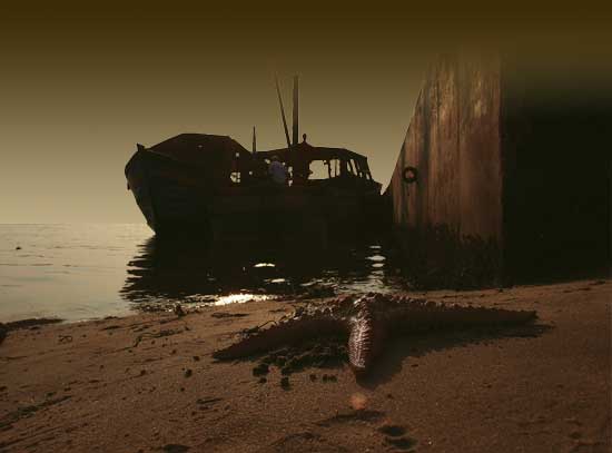 pondycover